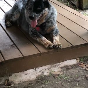 Meet your Posher, Roque